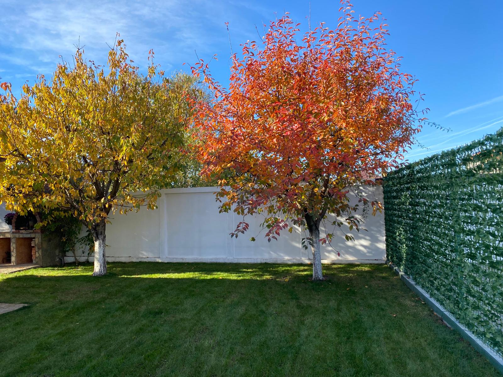 Spatiu verde minimalist